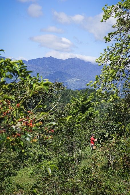 volcan