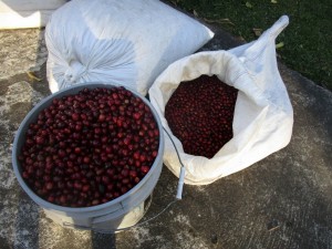 coffees-geihsa-cherry